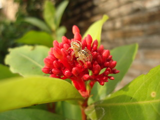 little spider on ixora flowers