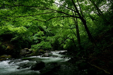 Naklejka na ściany i meble 初夏の緑の森の中の渓流　-日本、長野県、杜鵑峡