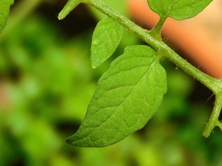 tomato plant planta de tomate