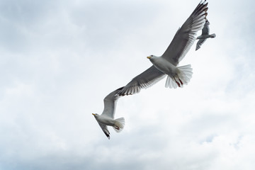Wildlife of russian north: seagulls flying low on Baikal Lake, close up view