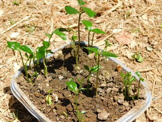 orange plant planta de naranja