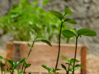 orange plant planta de naranja