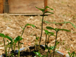 orange plant planta de naranja