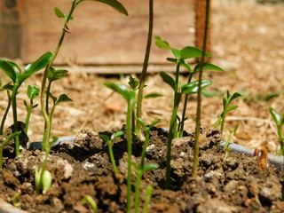 orange plant planta de naranja