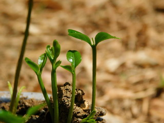 orange plant planta de naranja