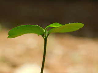 orange plant planta de naranja