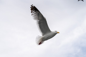 Russia, Irkutsk region, Baikal lake, July 2020: huge seagull is flying with her wings widely spread