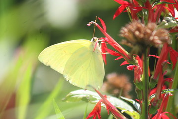 Light Green Butterfly 2020 I