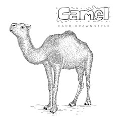 vector camel with hand drawn style. vintage animal illustration