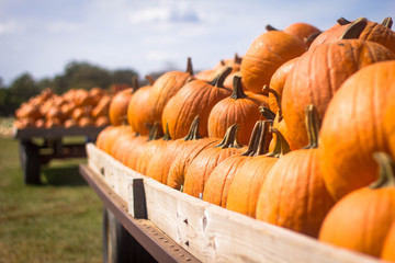Pumpkin picking at a farm