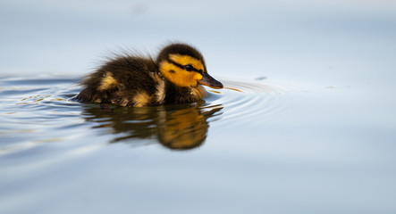 Mallard ducklings