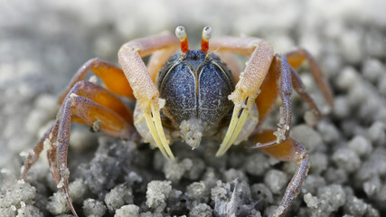 macro photo of a small spider crab on the beach, a crustacean with six legs, two red eyes, and two claws for defense, its doing balls with the sand near the sea on an island, Thailand