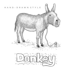 vector of a donkey standing on the grass. hand drawn animal illustration