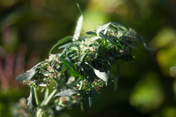 Marijuana grows in nature. 