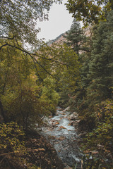 Oregon river in the forest