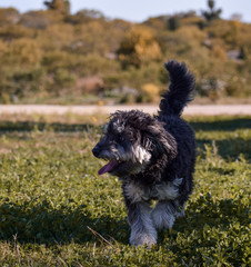 perro
mascota
feliz
jugando
