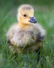 Goslings in the spring