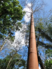 Fototapeta premium tree of life in Panama