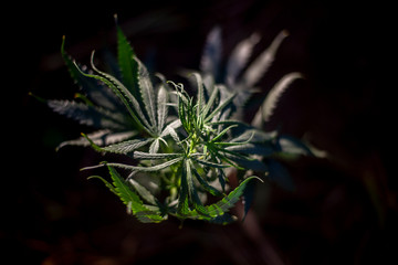 Marijuana grows in nature. 