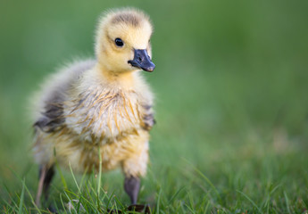 Goslings in the spring