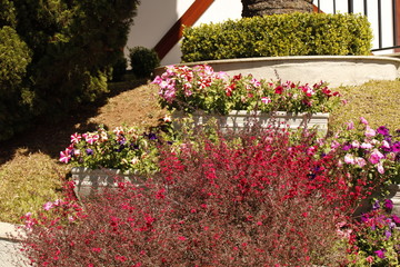 colorful garden flowers background photo