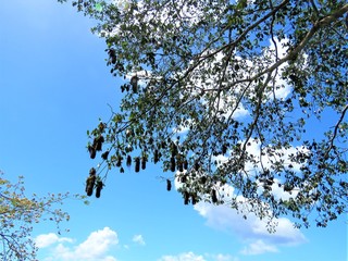 tree branches with hanging bird nests against blue sky