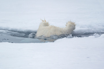 North of Svalbard, pack ice. A polar bear prepares to swim between slabs of ice.
