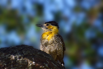 pajaro carpintero uruguay colorido © ransilmar