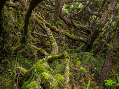 Cloud Forest with endemic vegetation. Terceira Island, Azores, Portugal.