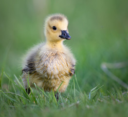 Canada goose goslings in the wild