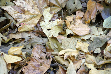 High angle full frame view of dry late summer leaves on the ground