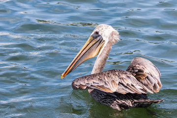 Brown Pelican Looking Slightly Put Out As He Swims Away in Astoria Oregon - obrazy, fototapety, plakaty