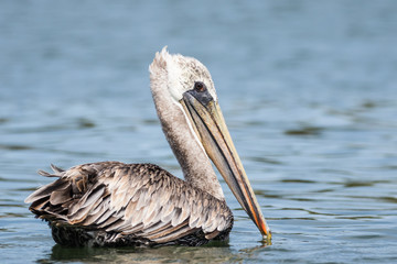 Brown Pelican Looking Regal As He Swims Away in Astoria Oregon