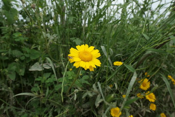 Fototapeta premium yellow dandelions in grass