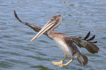 Stately Brown Pelican Touches Down in the Columbia River at Astoria