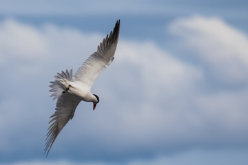 Graceful Caspian Tern in Flight Over Flooded Marsh at Nisqually NWR