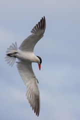 Graceful Caspian Tern in Flight Over Flooded Marsh at Nisqually NWR