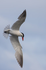 Fototapeta na wymiar Graceful Caspian Tern in Flight Over Flooded Marsh at Nisqually NWR