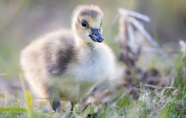 Canada goose goslings in the wild