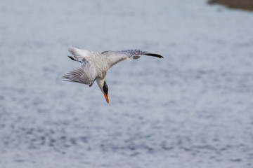 Caspian Tern Starts Head-Down Dive During Fishing at Nisqually NWR