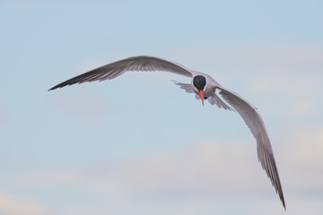 Graceful Caspian Tern in Flight Over Flooded Marsh at Nisqually NWR