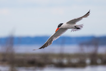 Graceful Caspian Tern in Flight Over Flooded Marsh at Nisqually NWR