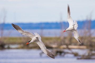 Caspian Terns Chase Each Other in Acrobatic Flight at Nisqually NWR