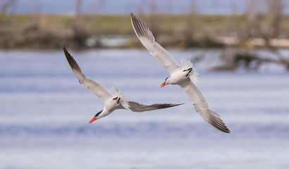 Caspian Terns Chase Each Other in Acrobatic Flight at Nisqually NWR