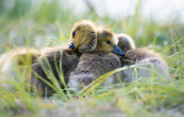 Canada goose goslings in the wild