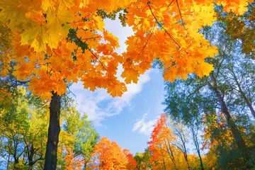  Autumn background landscape. Yellow color tree, red orange foliage in fall forest. Abstract autumn nature beauty scene October season sun in heart shape sky Calm autumn season. Fall nature tree leaves © raisondtre