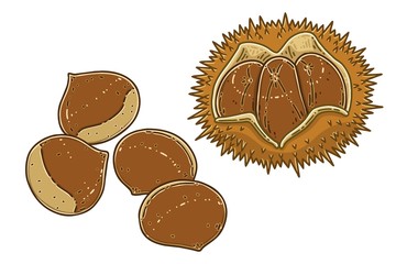 Chestnuts and chestnut bur. Colored vector  illustrations set.	
