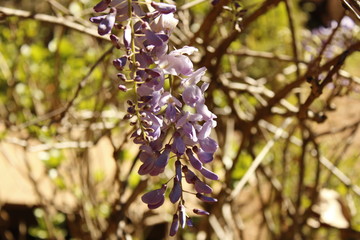 spring flowers in the garden