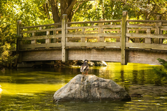 A landscape ohoto of a wooden bridge sitting on a pond and a rock with a tiny duck in a vibrant summer day. 