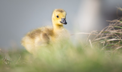 Canada goose goslings